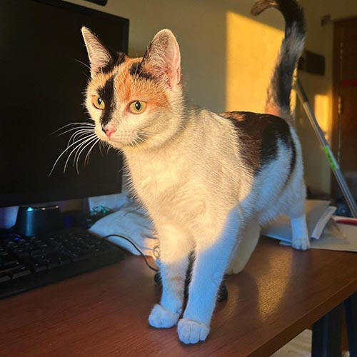 Pelusa de Géminis (Adoptada)