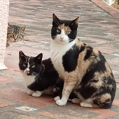 (Man)Chitas y Pe(Ditos)